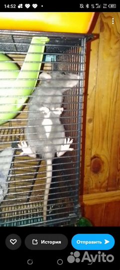 Декоративная крыса, отдам с клеткой, девочка