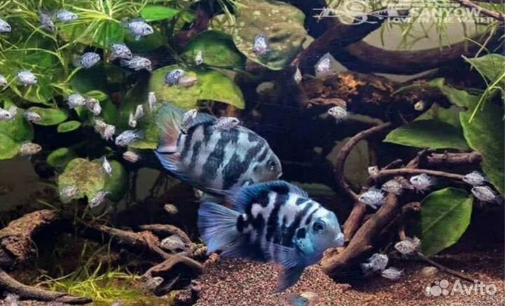 Скалярии и Сапфировые попугайчики