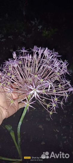 Лук декоративный