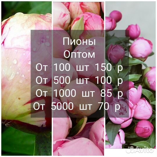 Пионы оптом/ пионы закрытые/ пионы срез