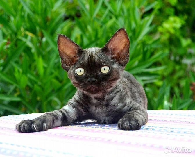 Котята девон-рекс