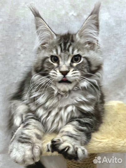 Мейн-кун полидакт