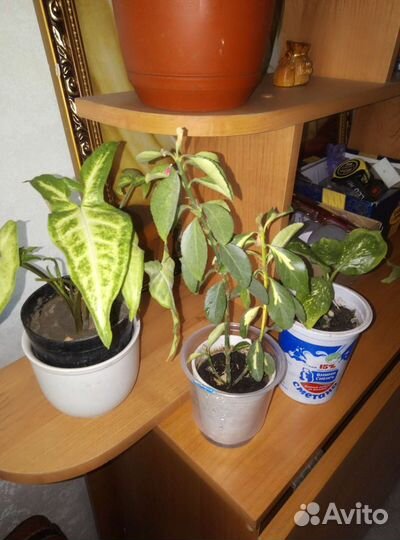 Комнатные цветы