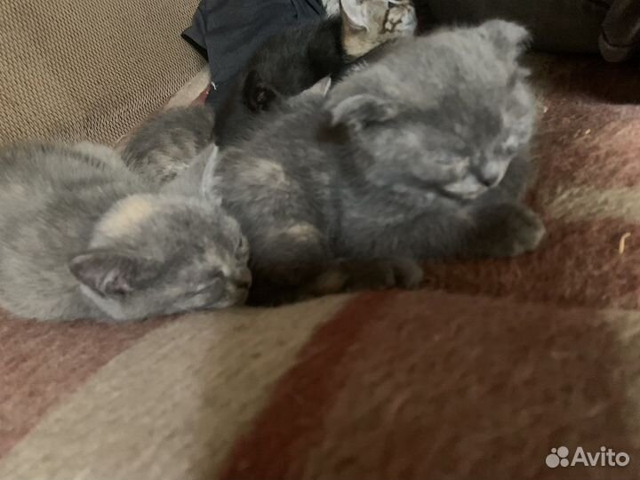 Котята отдам даром