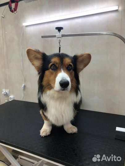 Груминг животных