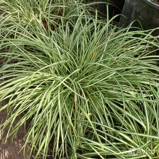 Осока Морроу пестролистная