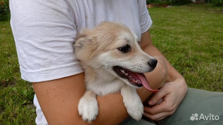 Щенки в добрые руки