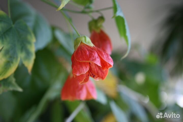 Canon EOS 400D + EFS 18-55 в отличном состоянии