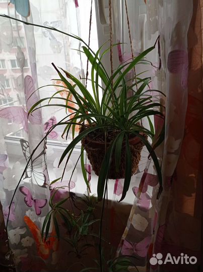 Комнатные растения цветы