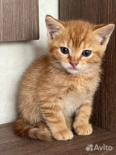Котенок в добрые руки