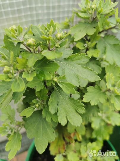 Хризантема мультифлора