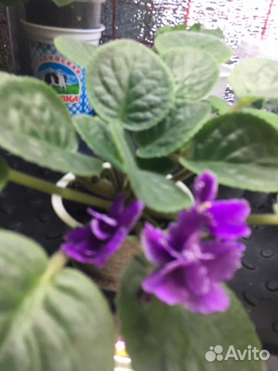 Фиалки детки