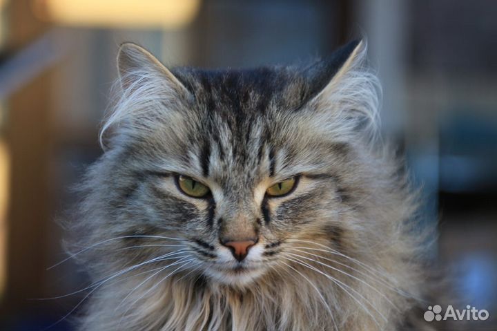 Сибирский котик