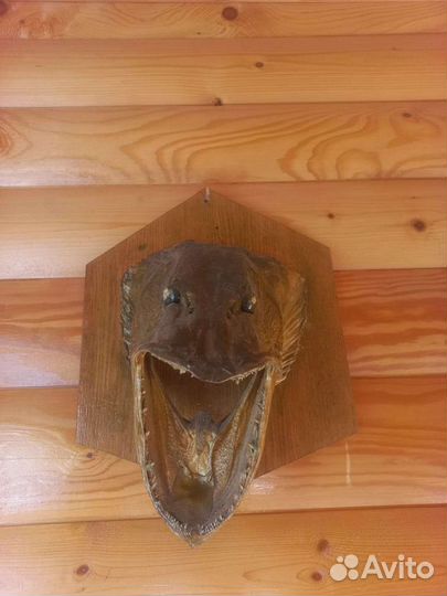 Чучело щуки