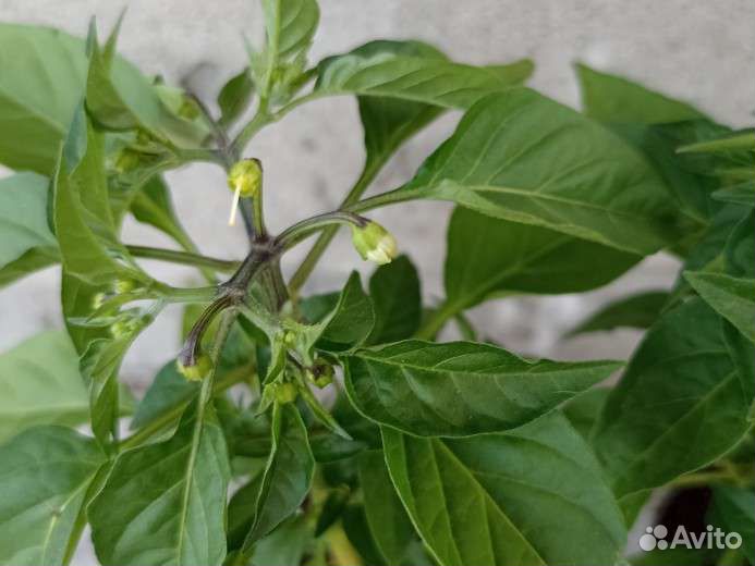 Перец комнатный острый