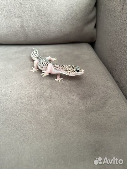 Геккон эублефар