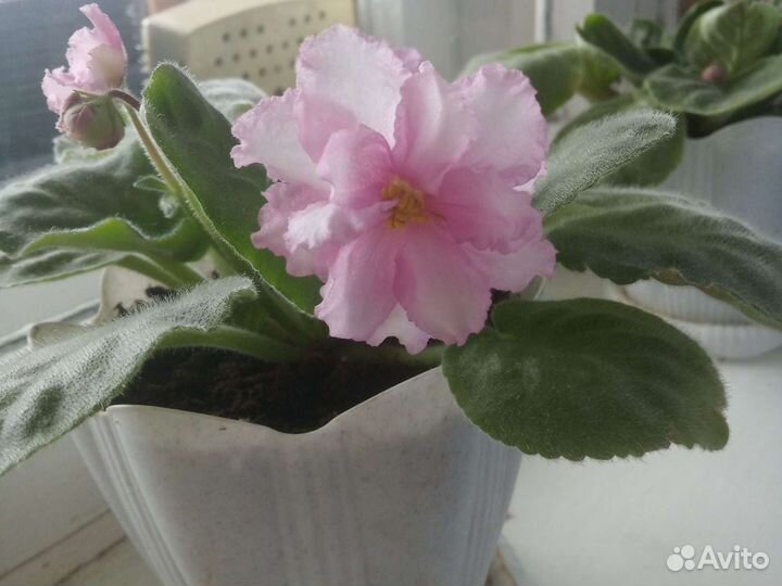 Фиалки(лист)