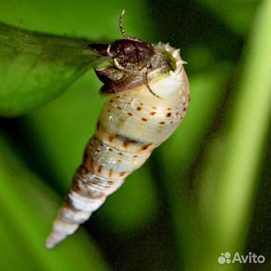 Улитки мелании