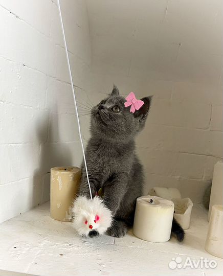 Шотландская девочка котенок голубой окрас
