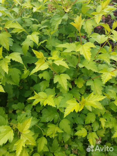 Пузыреплодник желтолистный