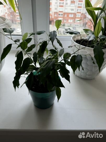 Комнатные цветы