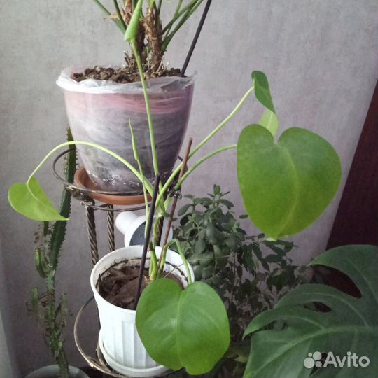 Комнатные растения