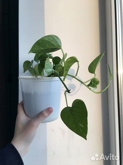 Комнатные растения