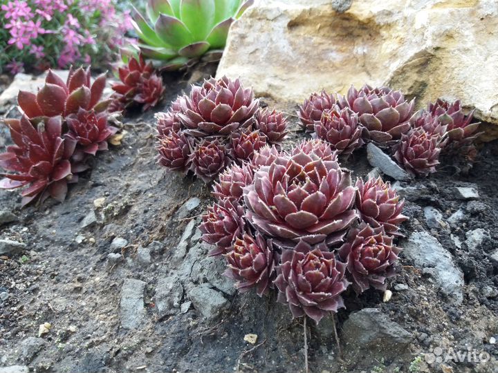 Молодило (Каменная Роза) 