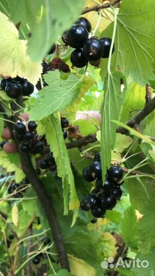 Сочная, крупная чёрная смородинка и не только
