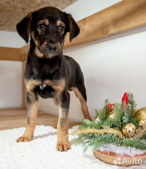 Щенок девочка