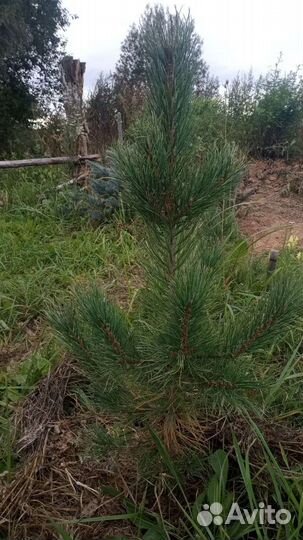 Кедр сибирский 8 лет