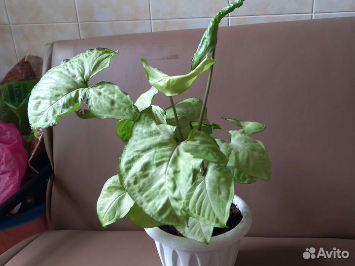 Сингониум Батерфляй