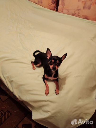 Супер мини той-терьер