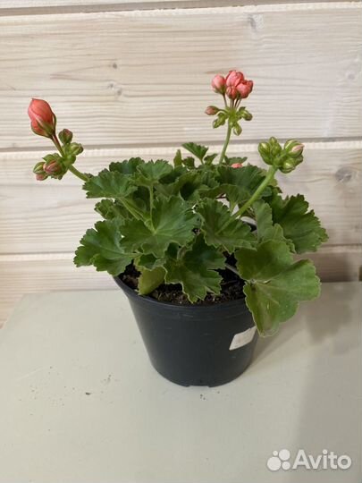 Тюльпановидная пеларгония (герань)