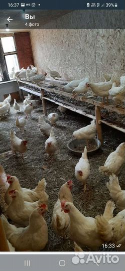 Домашние куриные яйца