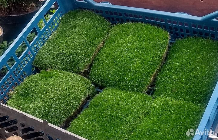 Мшанка - цветущий газон с доставкой - Alena.park