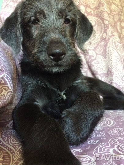 Щенок кобель