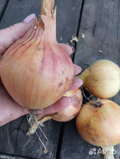 Наберем вам ведро или сетку лука репчатого, пишите