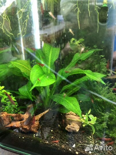 Эхинодорус тропика, Буцефаландры, анубиас