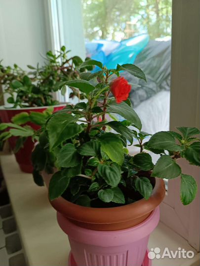 Цветы домашние в горшках