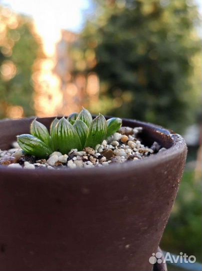 Суккулент Хавортия Купера обтуза