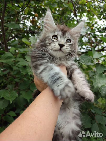 Котята мейн-кун