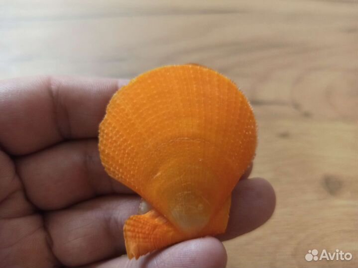 Морская раковина