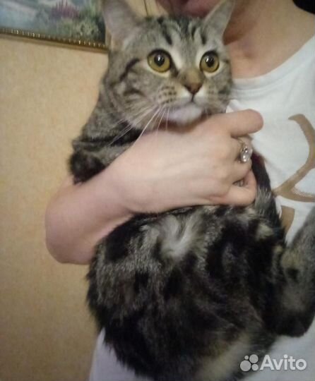 Кошечка в добрые руки