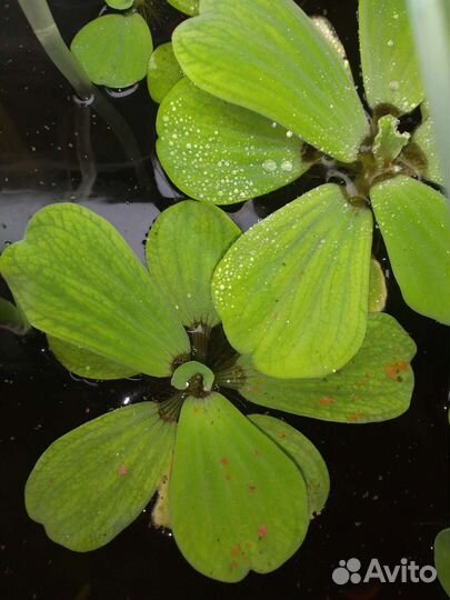 Аквариумные растения прополка