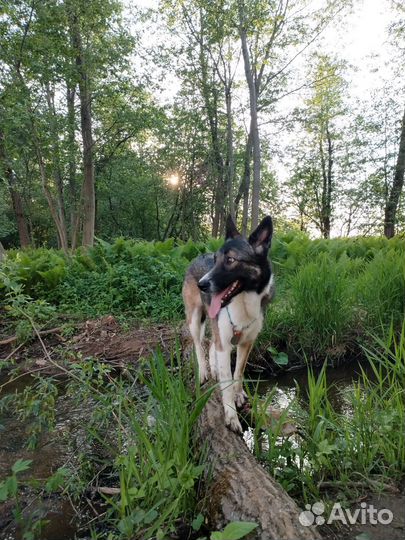 Кинолог/ специалист по коррекции поведения собак