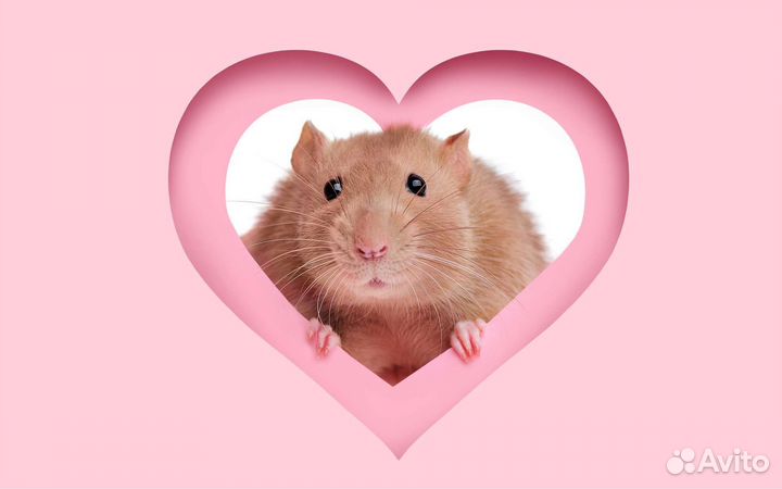 Ратолог Специалист по грызунам