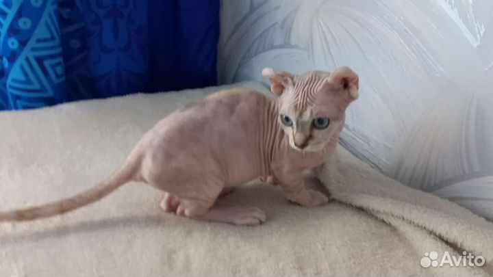 Канадский сфинкс