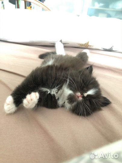 Котик в добрые руки