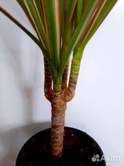 Драцена Маргината Биколор, Чарли папоротник Мариса